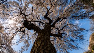 Preview wallpaper sakura, flowers, tree, branches, bottom view, spring