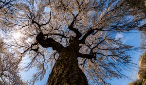 Preview wallpaper sakura, flowers, tree, branches, bottom view, spring