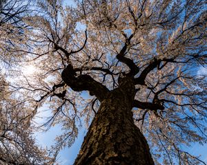 Preview wallpaper sakura, flowers, tree, branches, bottom view, spring