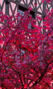 Preview wallpaper sakura, flowers, tree, pink