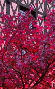 Preview wallpaper sakura, flowers, tree, pink