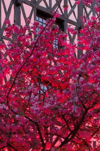 Preview wallpaper sakura, flowers, tree, pink