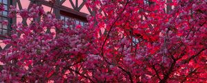 Preview wallpaper sakura, flowers, tree, pink