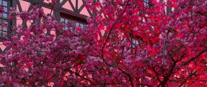 Preview wallpaper sakura, flowers, tree, pink