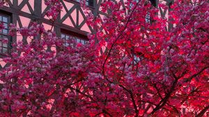 Preview wallpaper sakura, flowers, tree, pink