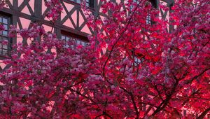 Preview wallpaper sakura, flowers, tree, pink