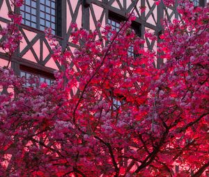 Preview wallpaper sakura, flowers, tree, pink