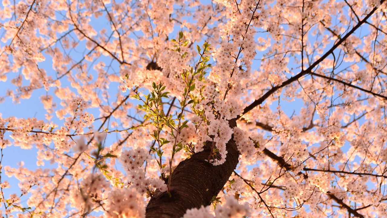 Wallpaper sakura, flowers, tree, branches, bottom view