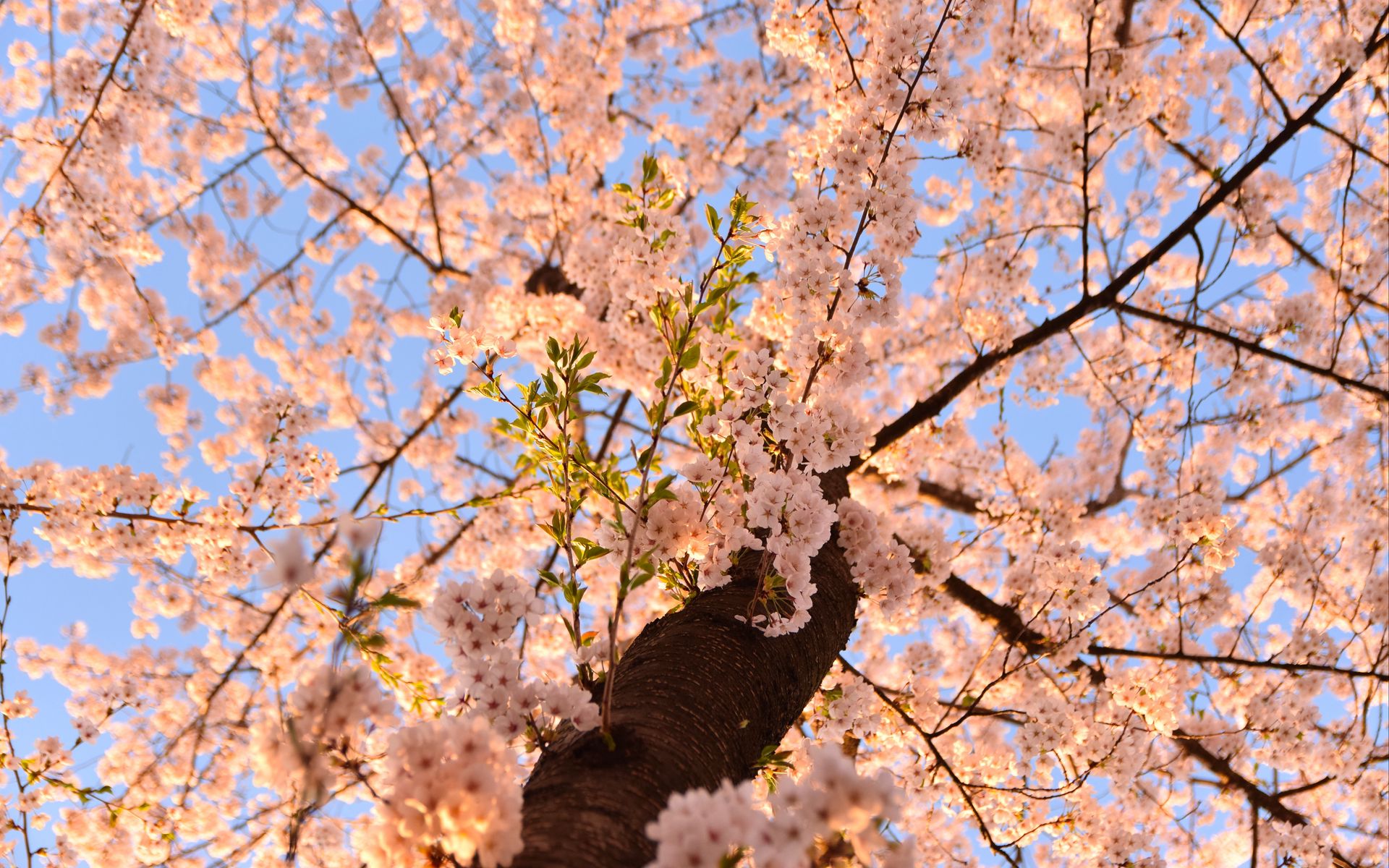 Download wallpaper 1920x1200 sakura, flowers, tree, branches, bottom