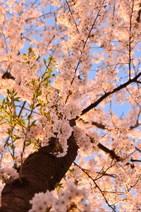 Preview wallpaper sakura, flowers, tree, branches, bottom view