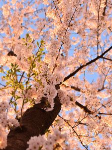 Preview wallpaper sakura, flowers, tree, branches, bottom view