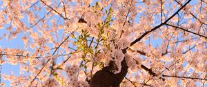 Preview wallpaper sakura, flowers, tree, branches, bottom view