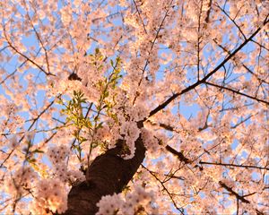 Preview wallpaper sakura, flowers, tree, branches, bottom view