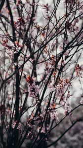 Preview wallpaper sakura, flowers, trees, spring