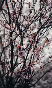 Preview wallpaper sakura, flowers, trees, spring