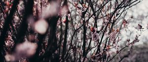 Preview wallpaper sakura, flowers, trees, spring
