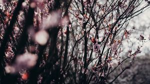 Preview wallpaper sakura, flowers, trees, spring