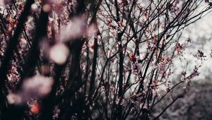 Preview wallpaper sakura, flowers, trees, spring