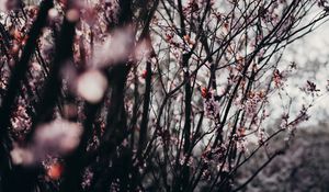 Preview wallpaper sakura, flowers, trees, spring
