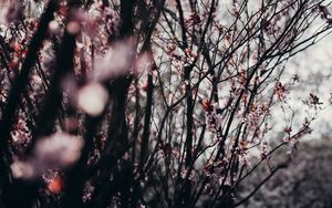 Preview wallpaper sakura, flowers, trees, spring