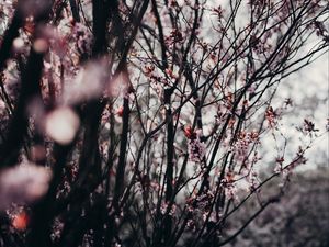 Preview wallpaper sakura, flowers, trees, spring