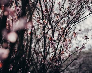 Preview wallpaper sakura, flowers, trees, spring