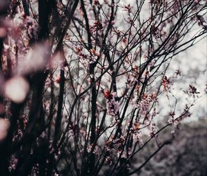 Preview wallpaper sakura, flowers, trees, spring