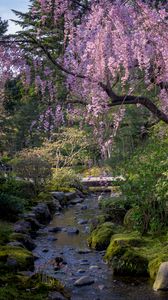 Preview wallpaper sakura, flowers, trees, river, stones, nature