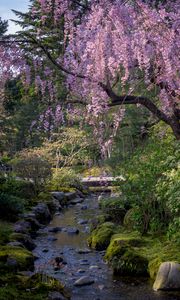 Preview wallpaper sakura, flowers, trees, river, stones, nature