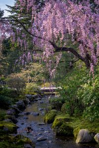 Preview wallpaper sakura, flowers, trees, river, stones, nature