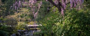 Preview wallpaper sakura, flowers, trees, river, stones, nature