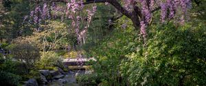 Preview wallpaper sakura, flowers, trees, river, stones, nature