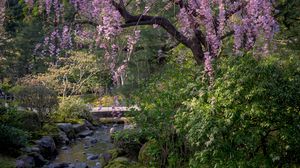 Preview wallpaper sakura, flowers, trees, river, stones, nature