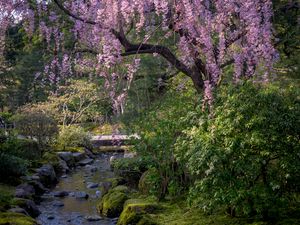 Preview wallpaper sakura, flowers, trees, river, stones, nature