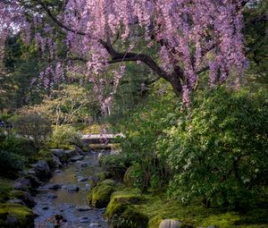 Preview wallpaper sakura, flowers, trees, river, stones, nature