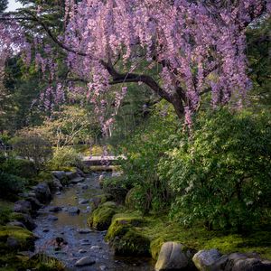 Preview wallpaper sakura, flowers, trees, river, stones, nature