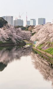 Preview wallpaper sakura, flowers, trees, river, buildings, city