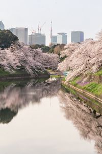 Preview wallpaper sakura, flowers, trees, river, buildings, city