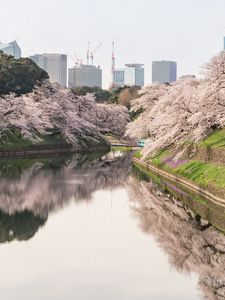 Preview wallpaper sakura, flowers, trees, river, buildings, city
