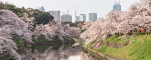 Preview wallpaper sakura, flowers, trees, river, buildings, city