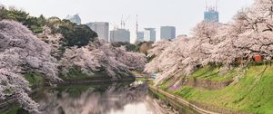 Preview wallpaper sakura, flowers, trees, river, buildings, city