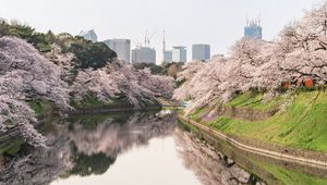 Preview wallpaper sakura, flowers, trees, river, buildings, city