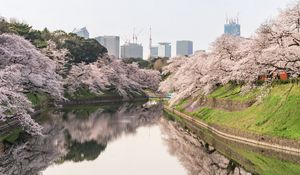Preview wallpaper sakura, flowers, trees, river, buildings, city
