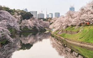 Preview wallpaper sakura, flowers, trees, river, buildings, city
