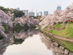 Preview wallpaper sakura, flowers, trees, river, buildings, city