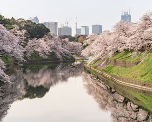 Preview wallpaper sakura, flowers, trees, river, buildings, city