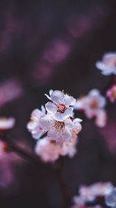 Preview wallpaper sakura, flowers, white, macro, bloom