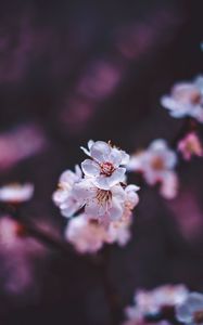 Preview wallpaper sakura, flowers, white, macro, bloom