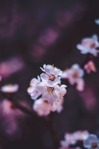 Preview wallpaper sakura, flowers, white, macro, bloom