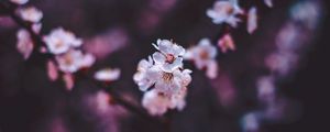 Preview wallpaper sakura, flowers, white, macro, bloom